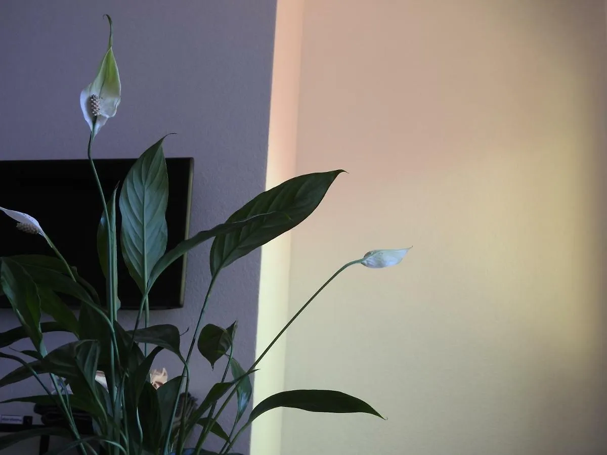 Apartment Antonela Slatine